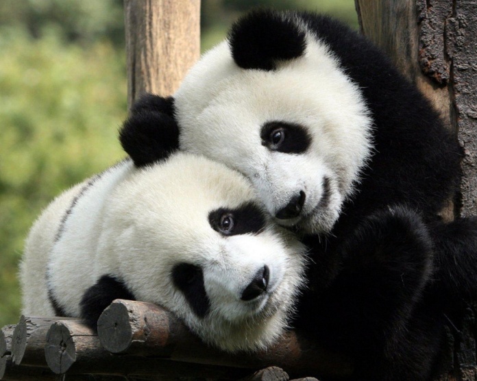 Panda-Hug-1280x1024